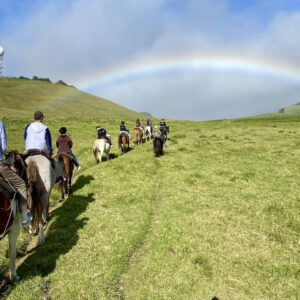 horse_rainbow_1000x1000